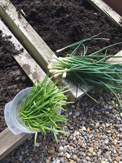 Spring Onions